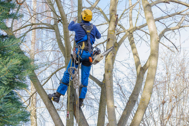 Lawn Maintenance Plans in Lake Hallie, WI