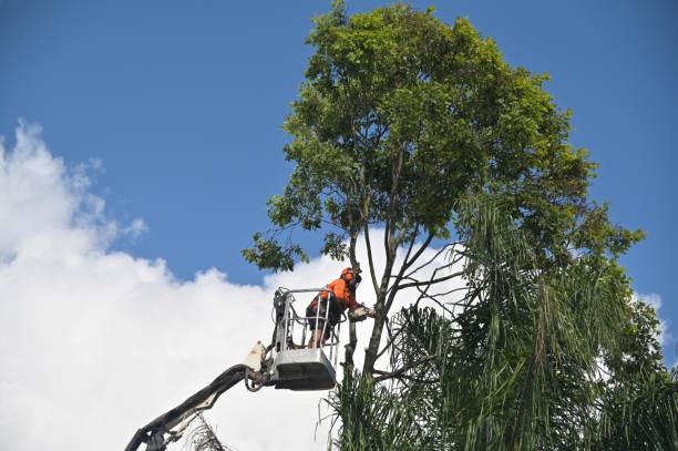 How Our Tree Care Process Works  in  Lake Hallie, WI