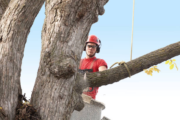 How Our Tree Care Process Works  in  Lake Hallie, WI